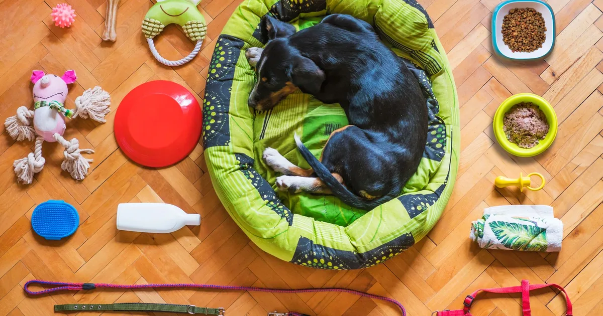 A flat lay of dog paw protection gear including rubber-soled boots, a tin of paw balm, and a pair of non-slip socks