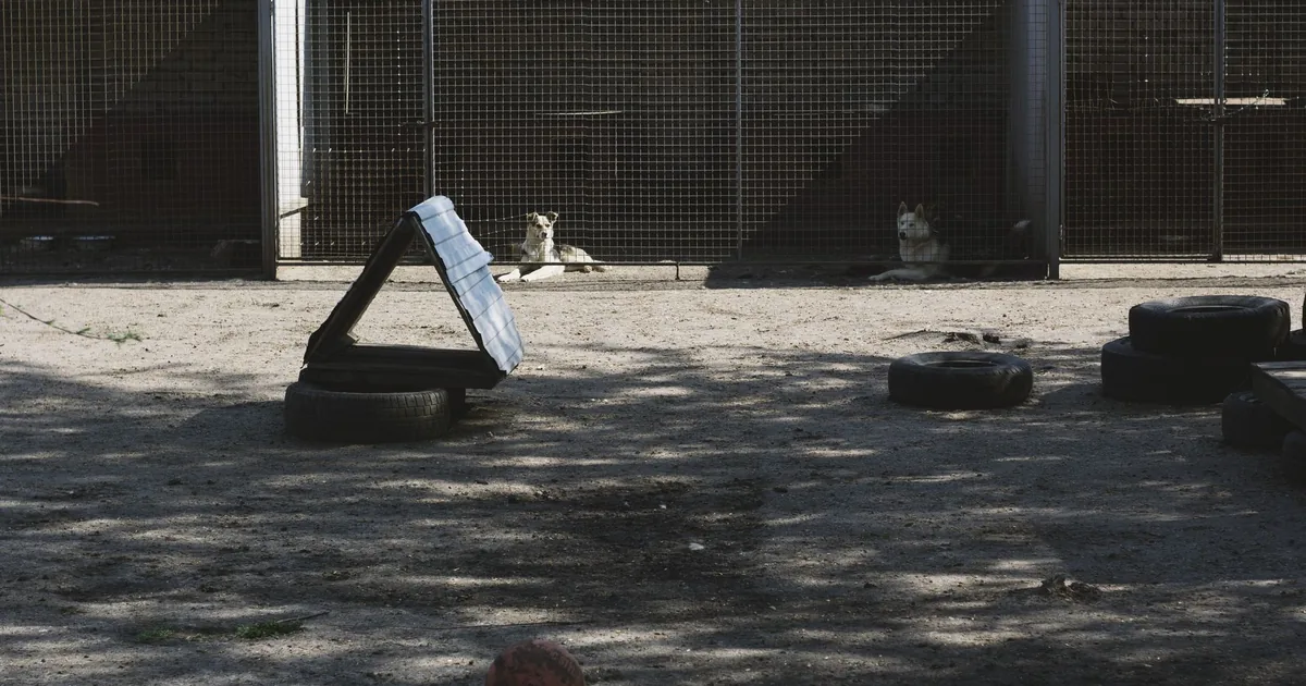 Salle de rencontre d'un refuge avec des cages en arrière-plan et une laisse suspendue, préparée pour une visite d'adoption