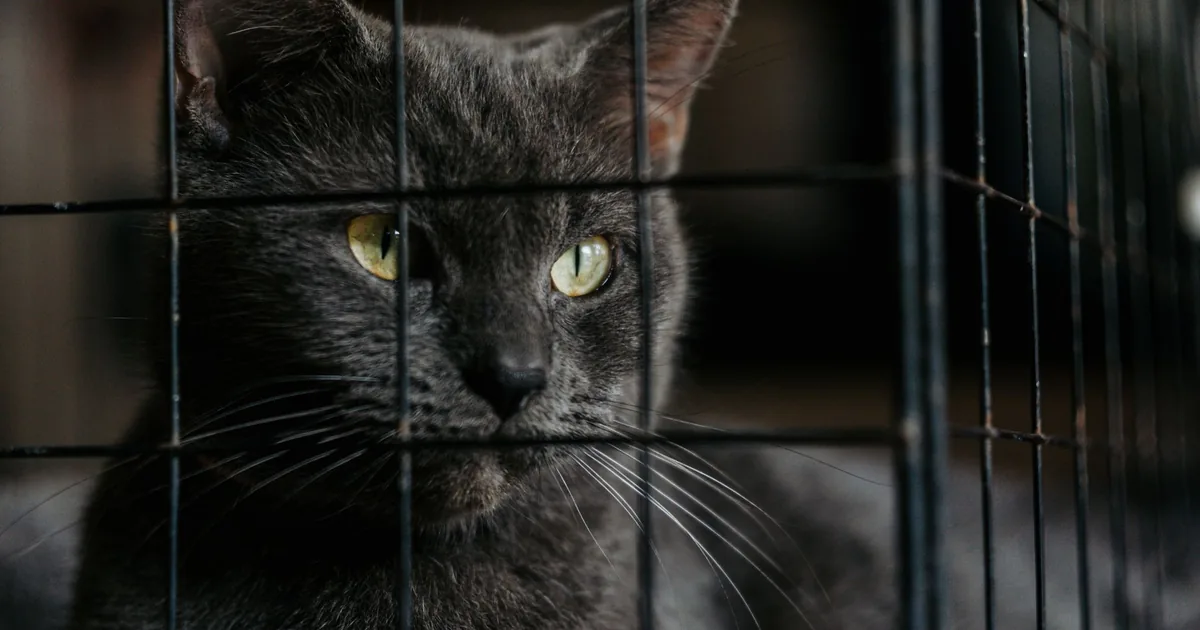 A shelter volunteer crouching beside an open cat enclosure while a grey cat approaches to be greeted