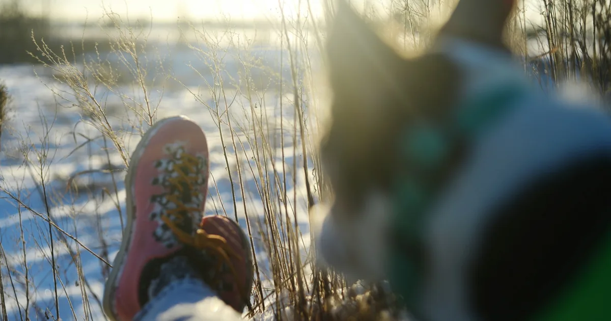 A dog wearing a set of four rubber-soled protective boots standing on a sunlit pavement