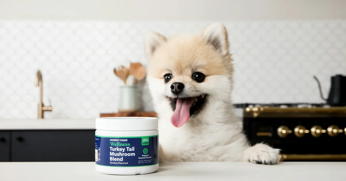 Un petit chien au poil clair et duveteux assis sur un plan de travail de cuisine à côté d’un pot de complément Honest Paws Wellness Turkey Tail Mushroom Blend, une patte levée