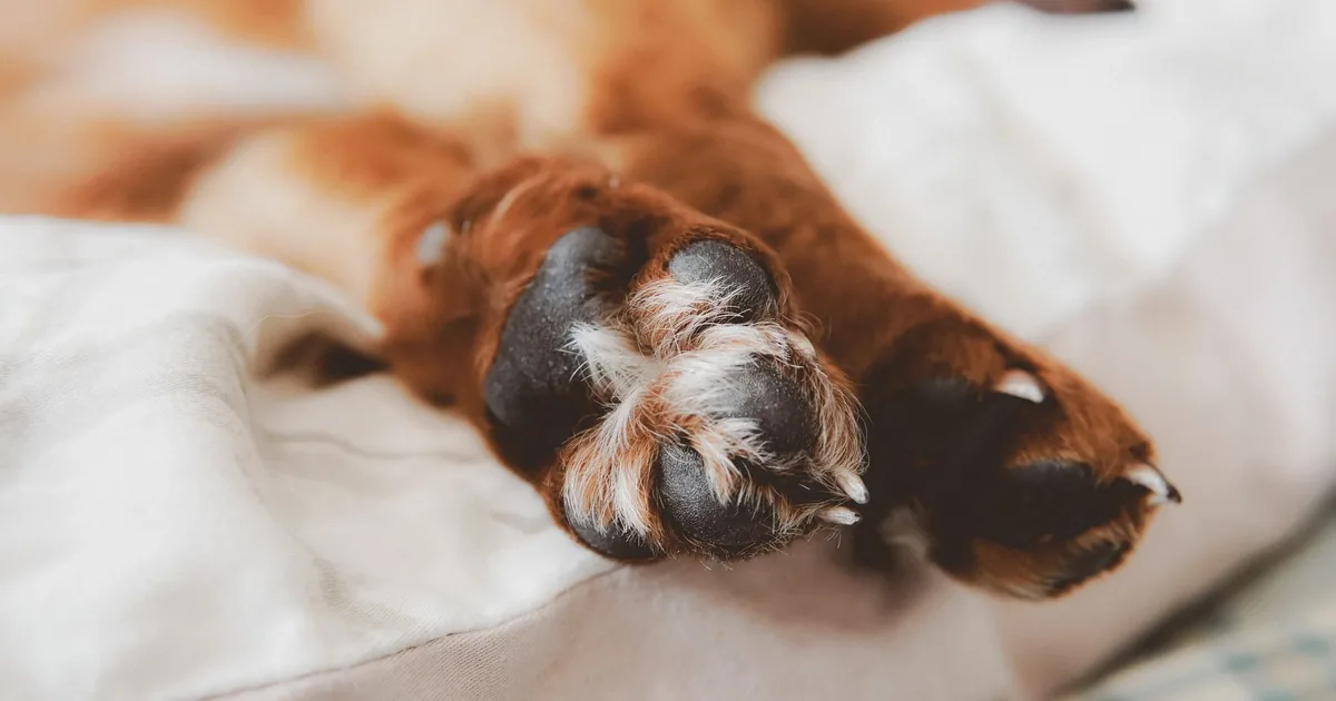 Close-up of a dog's paw resting on white bedding, with rust-brown staining visible in the fur between the toes