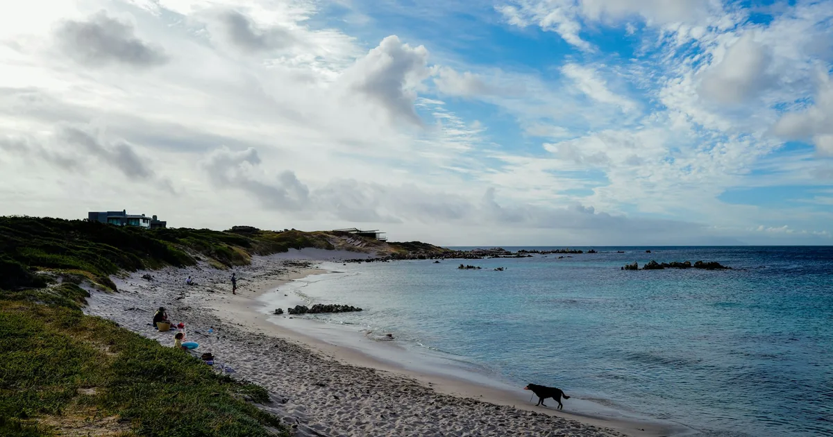 A dog walking along the cooler wet sand near the shoreline instead of the dry sand higher up the beach