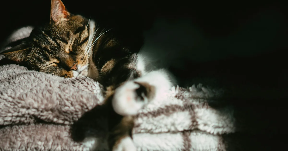 A cat kneading a soft blanket with its front paws while resting comfortably