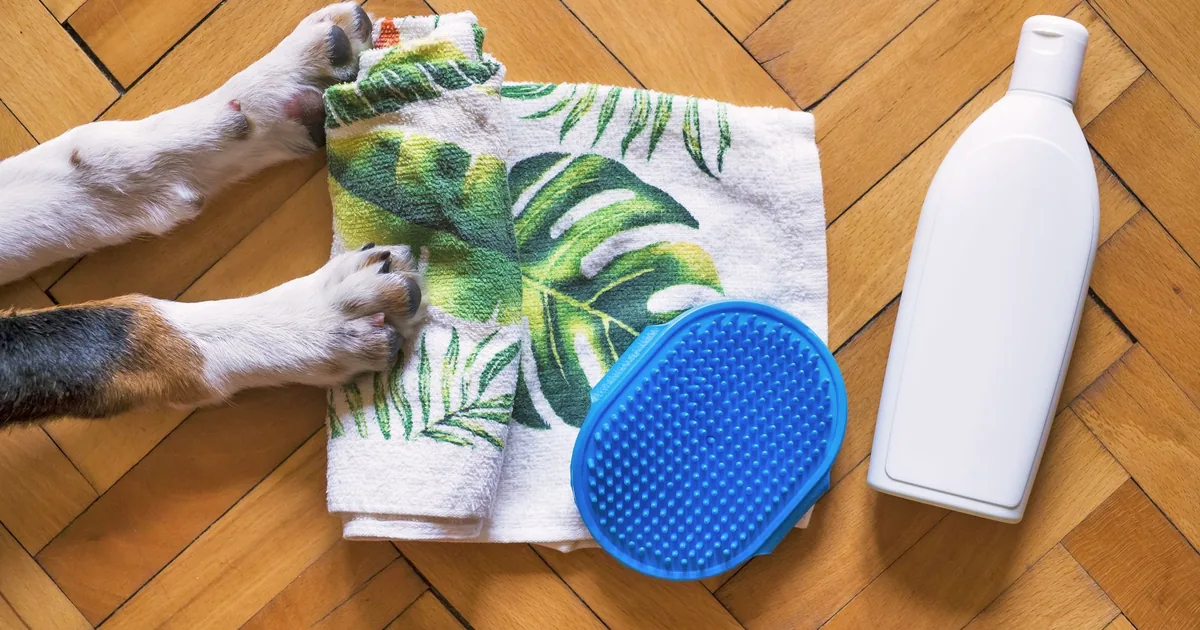 A dog's two front paws resting on a folded towel beside a blue silicone paw-cleaning brush and a bottle of dog shampoo on a wood floor