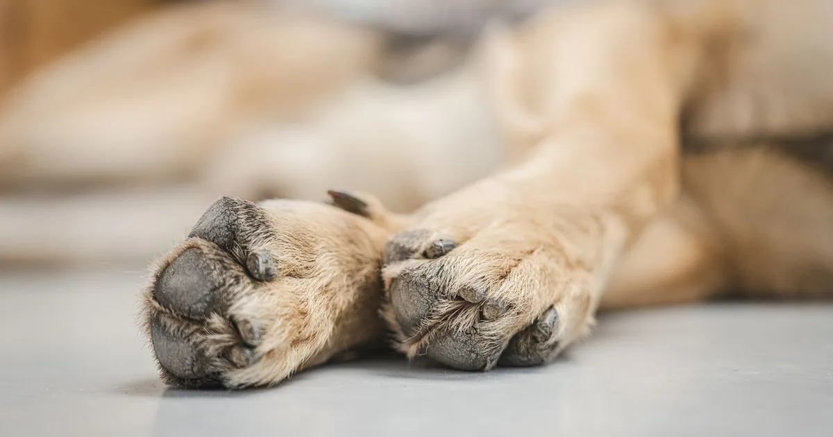 Close-up of a light-coated dog's two front paw pads resting on a pale floor, showing rough, dry pad texture