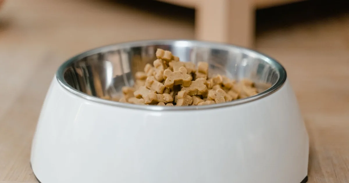 Deux bols de croquettes pour chien posés côte à côte, l'un avec des croquettes premium foncées, l'autre avec des croquettes de supermarché plus claires