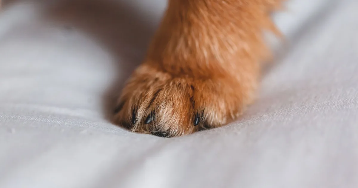 Close-up of a dog's single golden-red front paw with visible nails resting on a white blanket, angled to show the toes and pad during a check