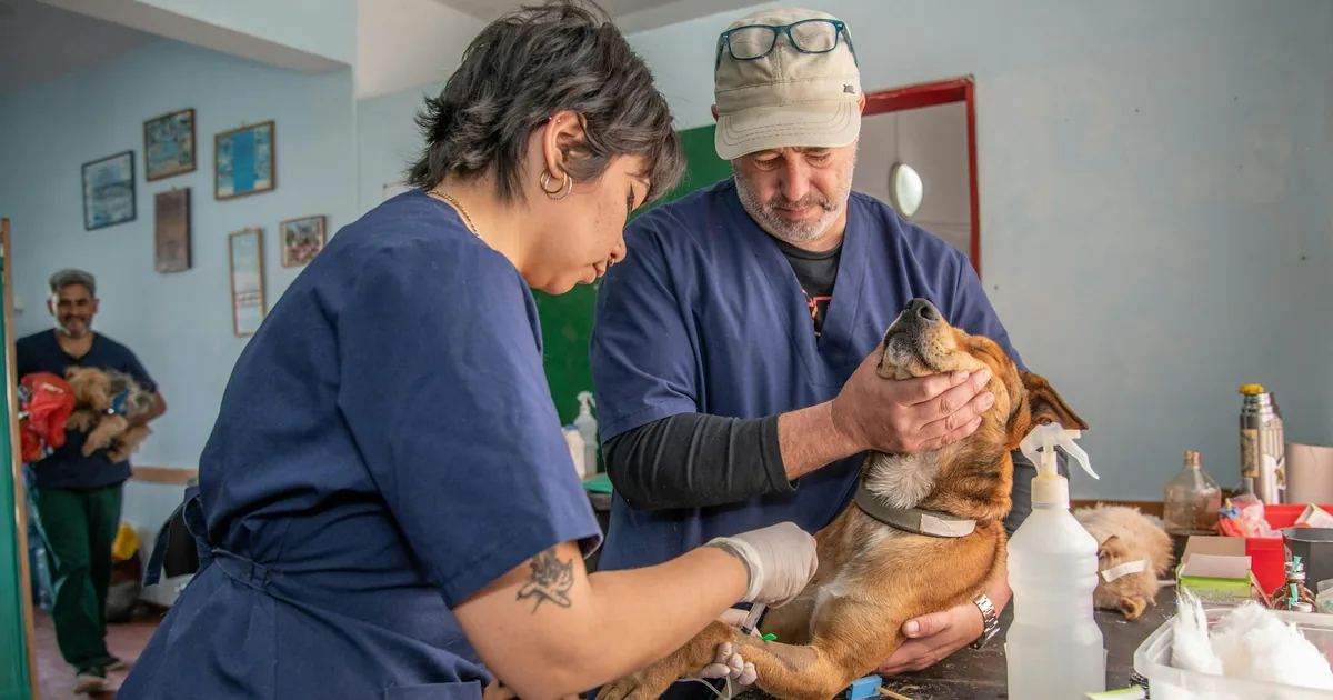 A veterinarian examining a dog during a full checkup in a clinic room, looking beyond the paws after the owners reported recurring paw issues