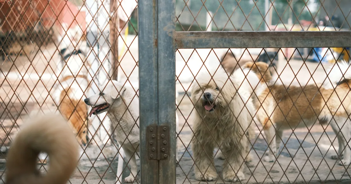 Un carnet de santé de chien ouvert sur une table à côté d'une laisse, dossier d'adoption en cours de préparation
