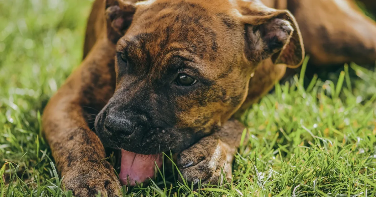 A brindle-coated puppy lying in grass, biting and chewing at its own front paw