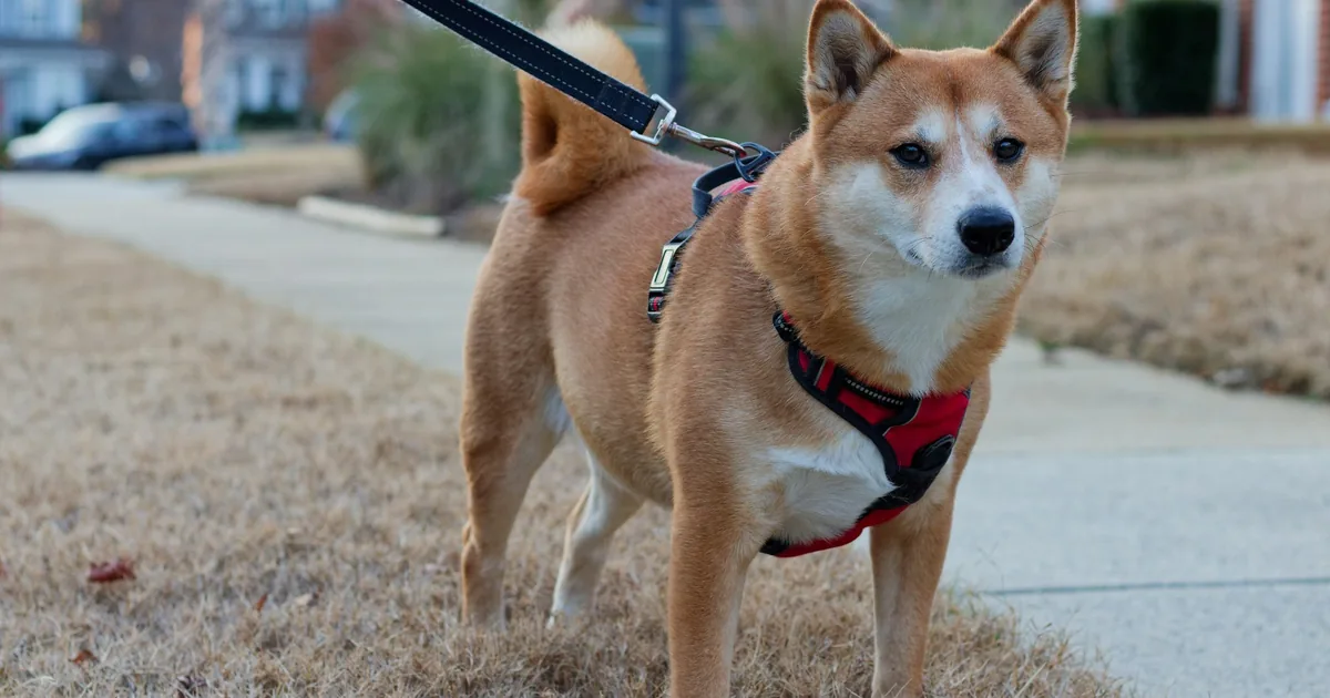 Four different styles of dog harness laid out side by side to compare fit and clip position