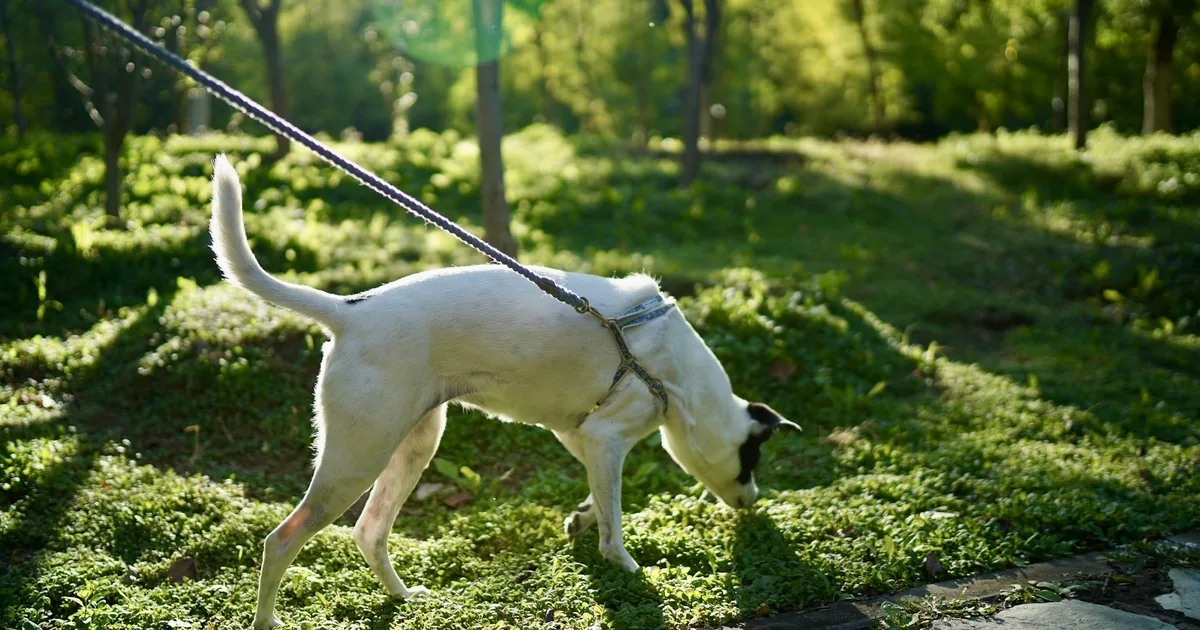 A white dog on a leash pausing mid-walk in a grassy park, sniffing the ground while favoring one front paw