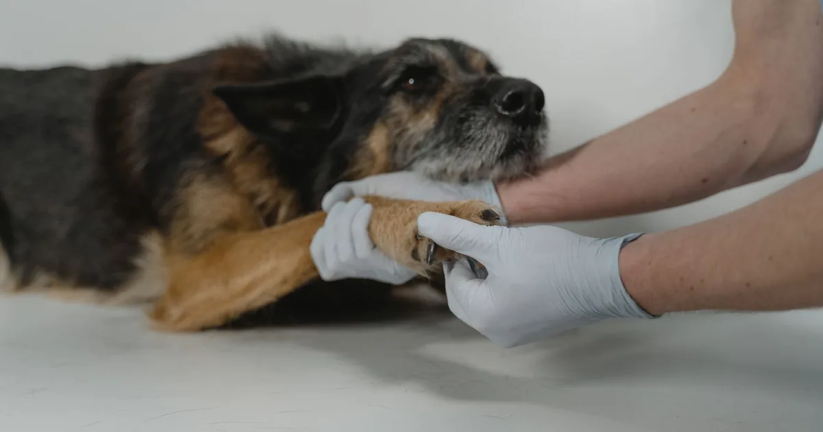 A gloved hand gently lifting and examining a dog's paw while the dog lies still on an exam table