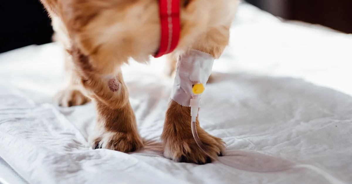 A dog at a veterinary clinic with a bandage wrapped around its leg following treatment for a paw wound
