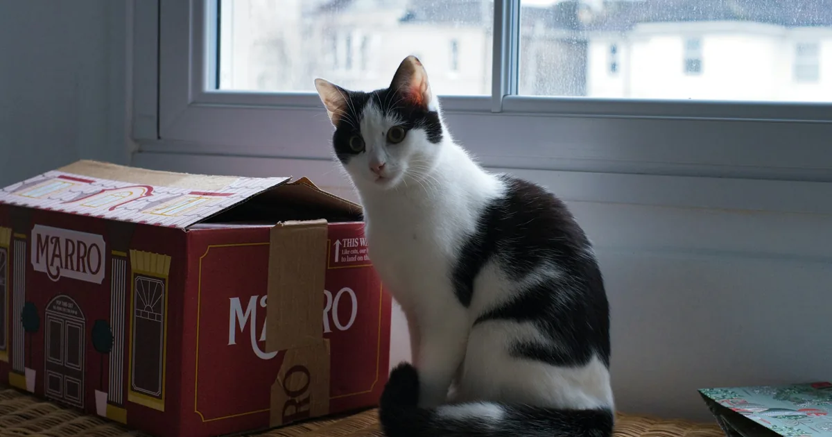 Une chatte de refuge blottie dans une caisse de transport ouverte posée sur un tapis dans un salon