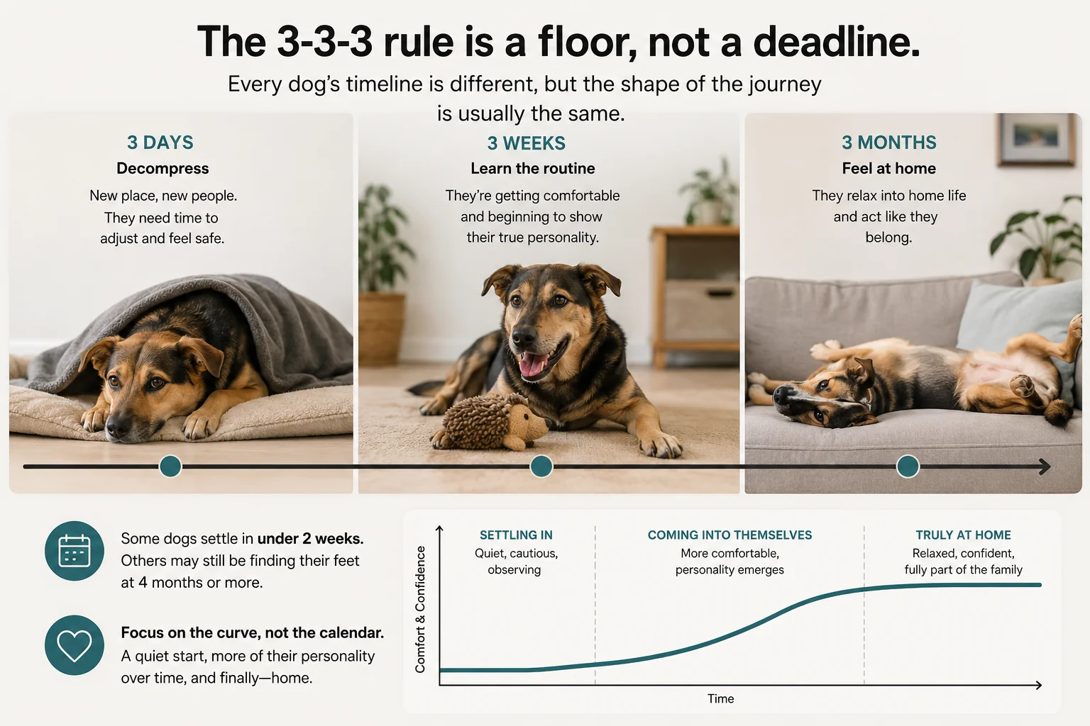 Infographic showing the 3-3-3 rule for adopted dogs: 3 days to decompress, 3 weeks to learn the routine, 3 months to feel at home, with a comfort and confidence curve rising over time
