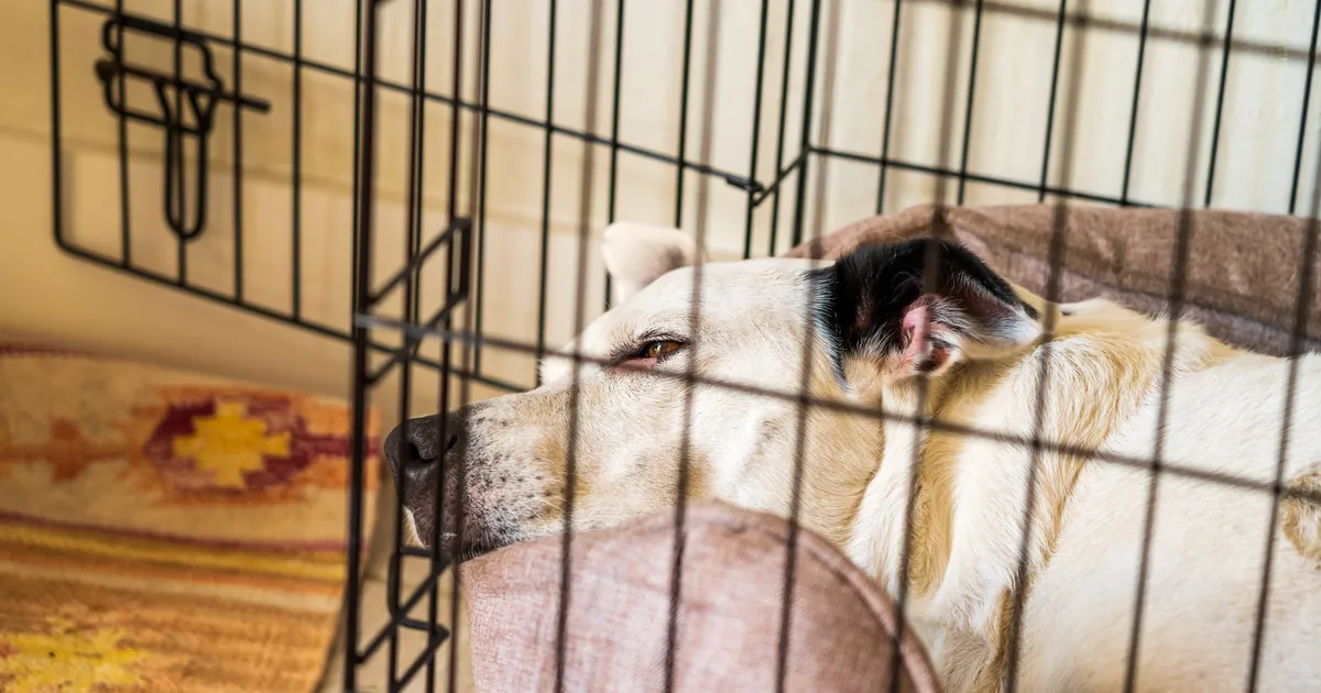 A calm adult dog lying on a bed in a quiet room during the first days after being adopted from a shelter