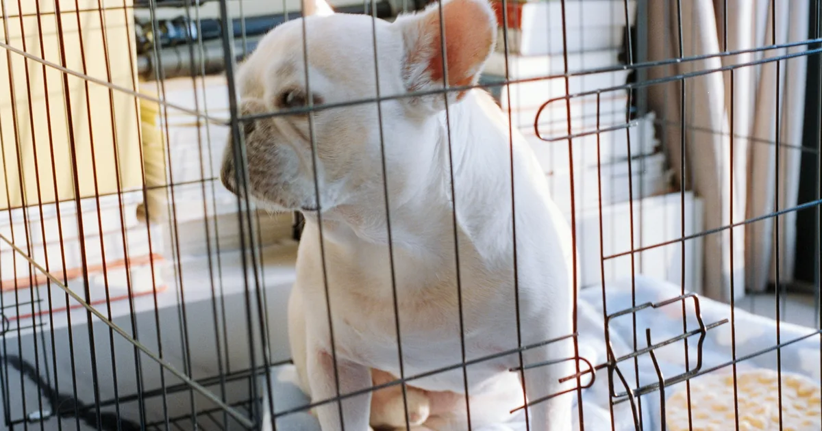 A young puppy settling into a crate lined with a blanket beside a bed, with a dim night light nearby