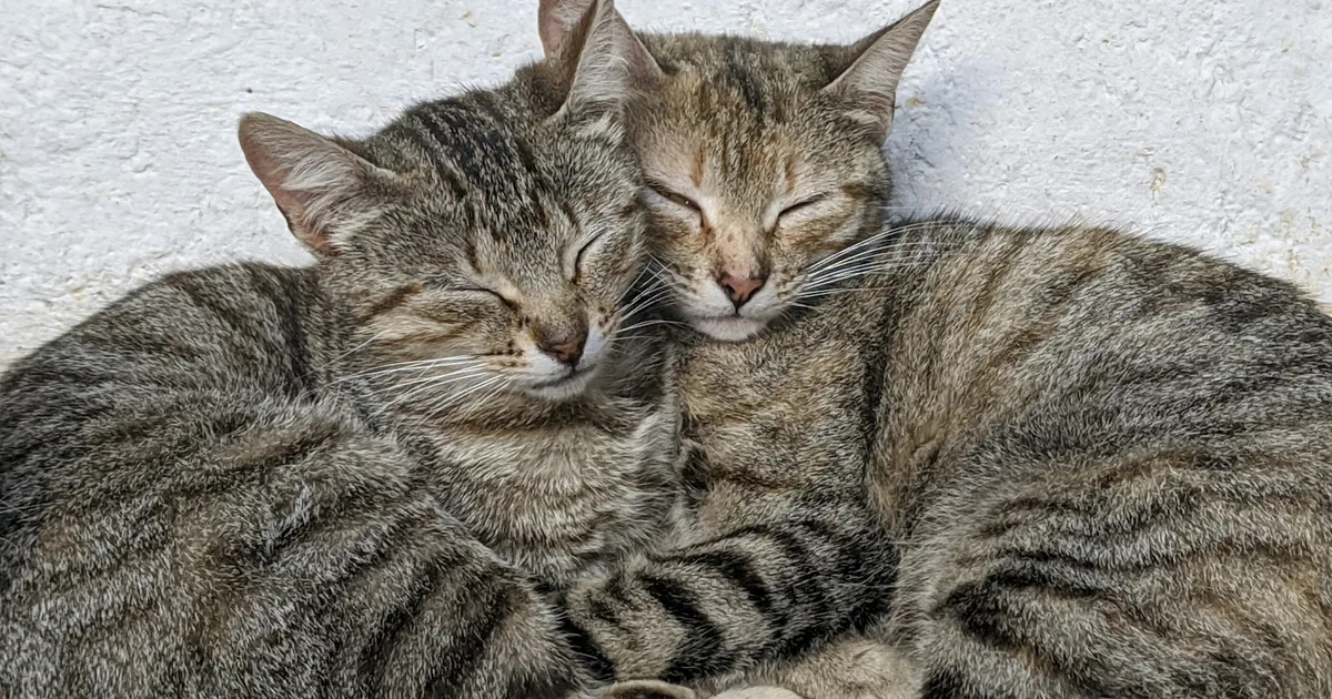 A litter of foster kittens curled together asleep in a soft nest box in a quiet spare room