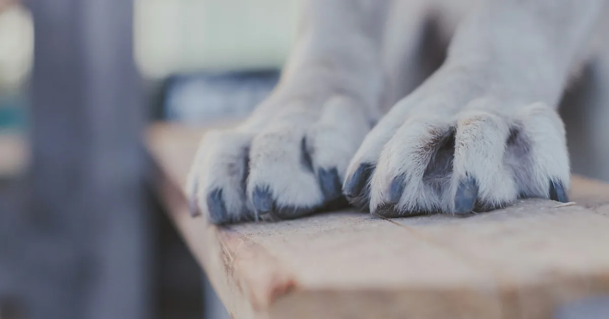 Close-up of a dog's two front paws with dry, fluffy fur resting on a wooden bench outdoors after being cleaned
