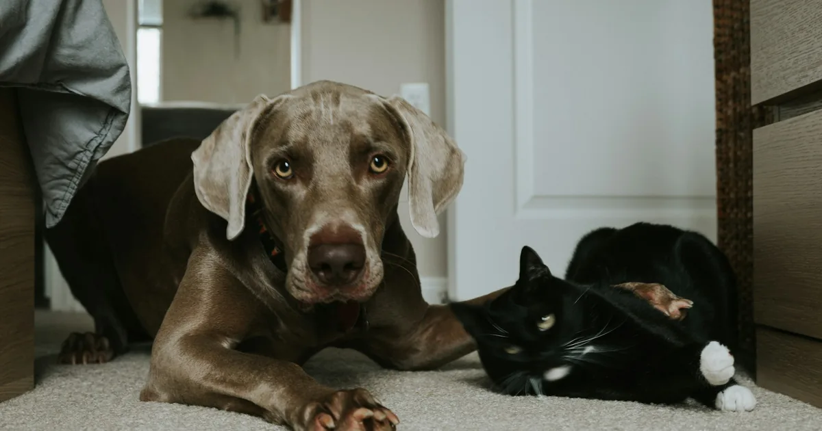 A dog lying calmly on the floor while a cat watches from a raised cat tree across the room