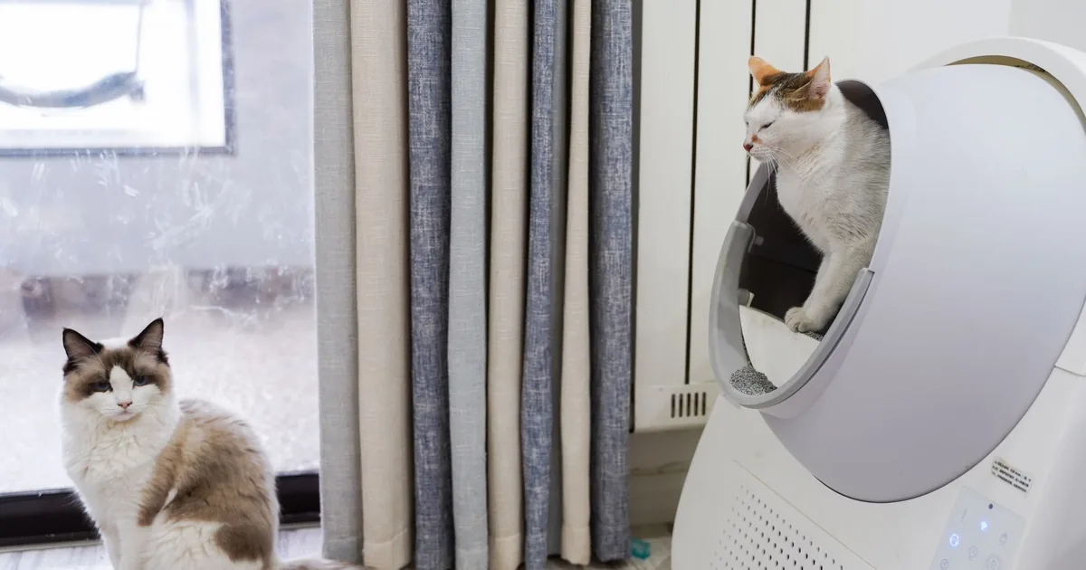 Two litter boxes placed in separate quiet areas of a home for a multi-cat household