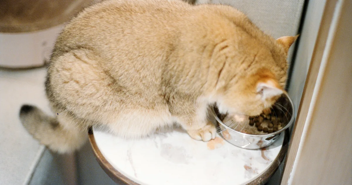 A tabby cat eating from a ceramic bowl next to a bag of cat food and a bottle of pet supplements on a kitchen counter