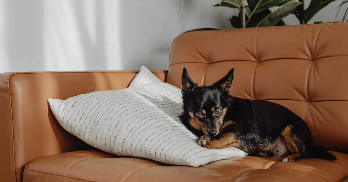 A small apartment living room set up safely for a dog and cat, with cables tucked away and a secure balcony door in the background