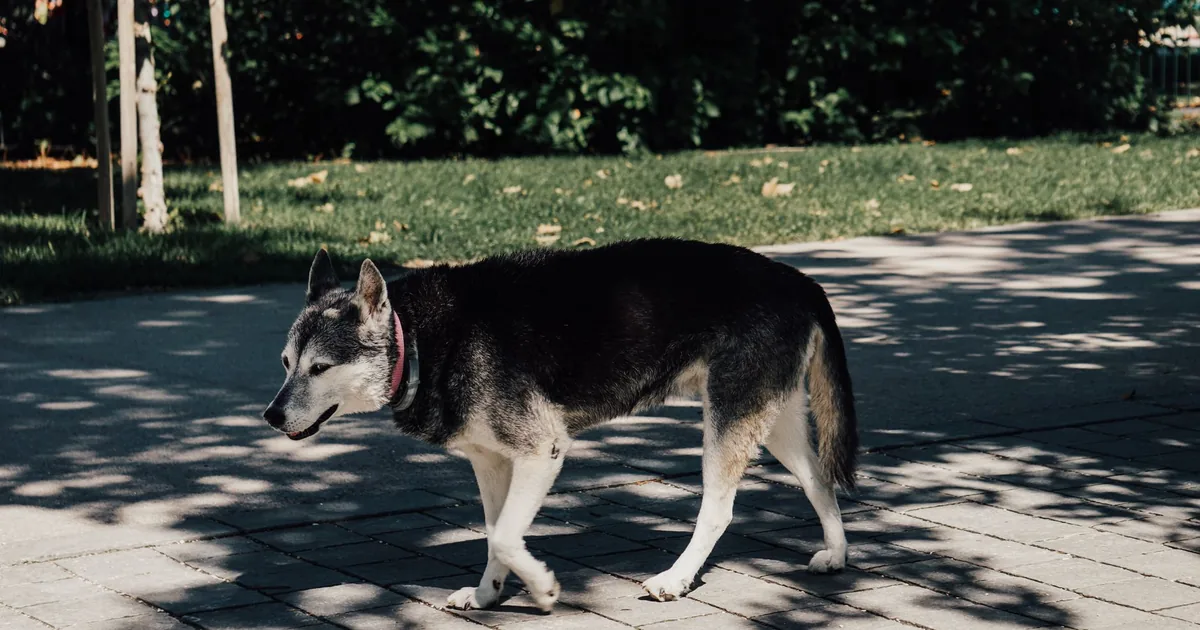 A dog walking on a shaded grass verge beside a sunlit road, keeping its paws off the hot asphalt