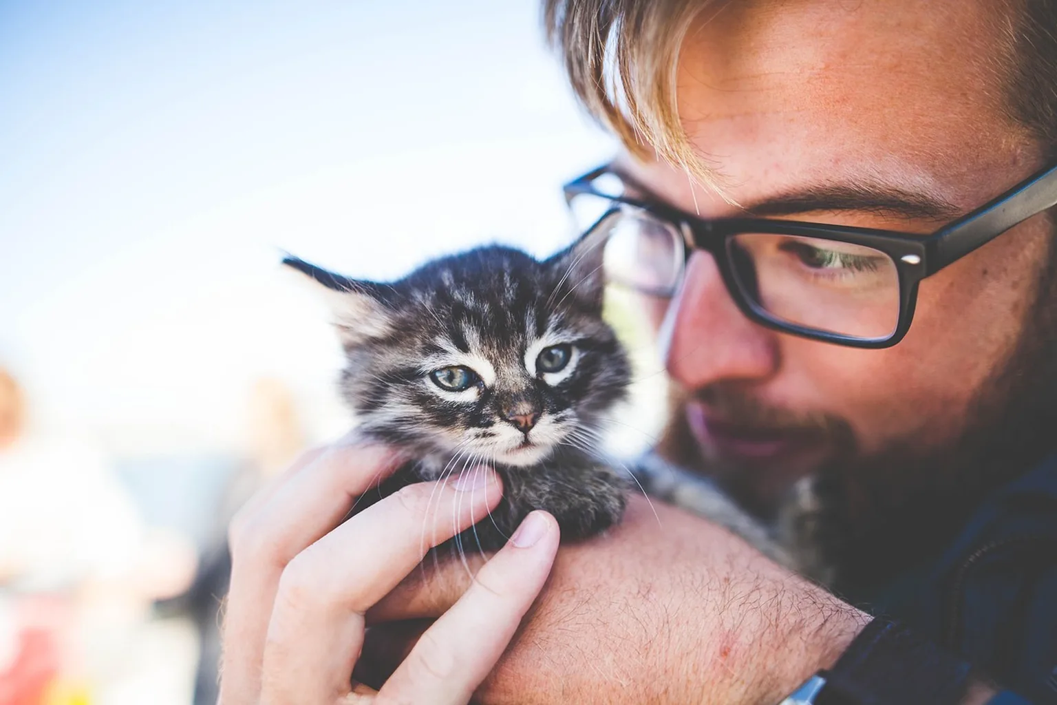 Un jeune adoptant tient contre lui un chaton tigré au pelage gris, tout juste sorti du refuge