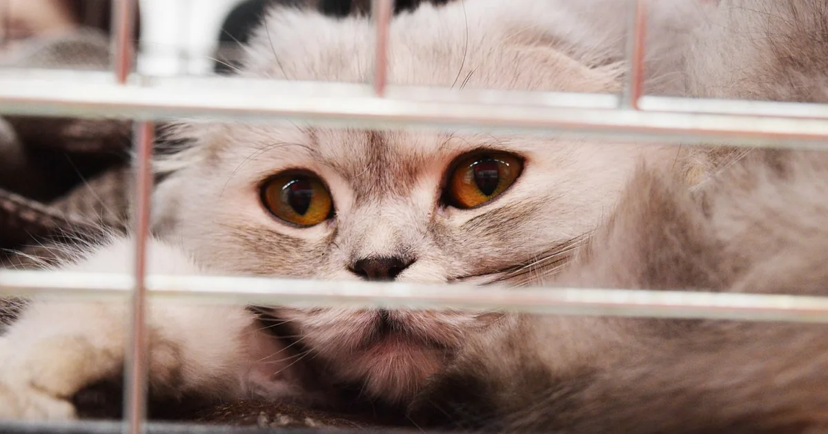 Chaton gris aux yeux ambrés regardant à travers les barreaux d’une cage de refuge