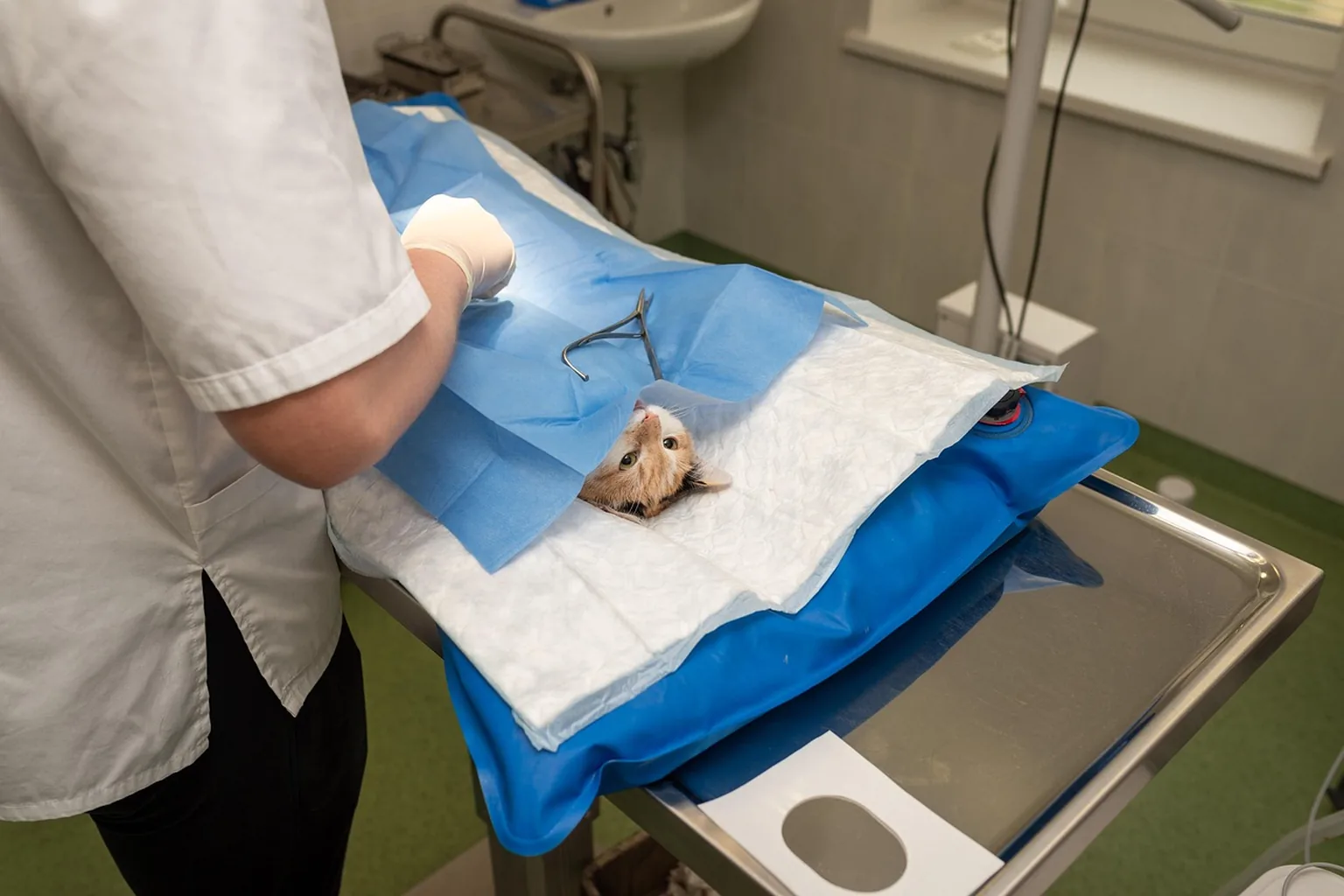 Vétérinaire en blouse examinant un chaton allongé sur une table d’opération recouverte d’un champ stérile bleu