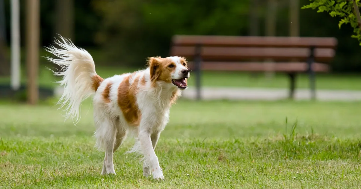 A dog owner checking their dog's paws in the shade after a summer walk, with sun-baked pavement visible in the background