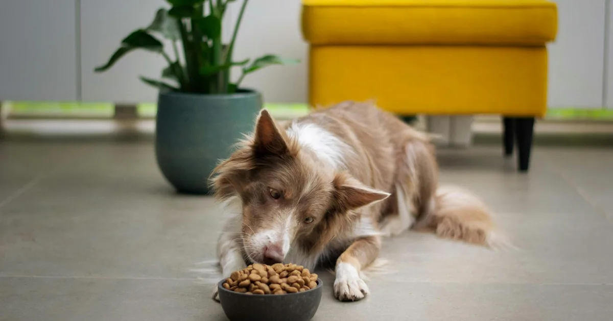 A puppy eating from a bowl of kibble in a home kitchen