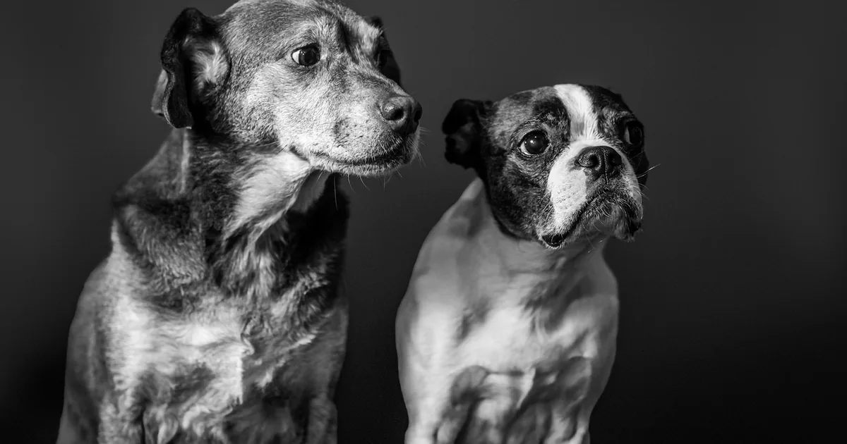 A purebred dog and a mixed-breed dog sitting calmly side by side on a living room rug