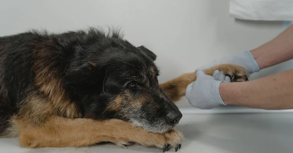 A veterinarian in a clinic parting the fur between a dog's toes to check for the red, swollen nodules typical of an interdigital infection