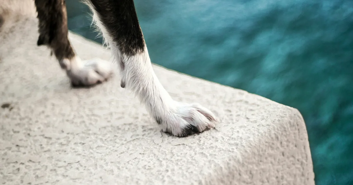 A person crouching down outdoors to closely check between a dog's toes for a foreign object such as a thorn or grass seed