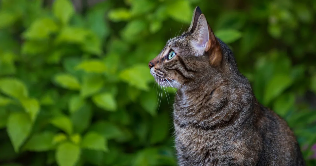 Un chat gris assis devant une chatière ouverte donnant sur un jardin, symbolisant l'accès libre à l'extérieur