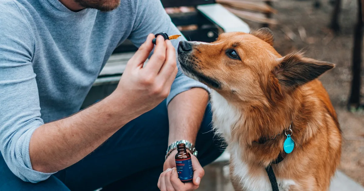 An owner holds a dropper bottle up to a corgi mix dog's nose outdoors while treating it with a supplement