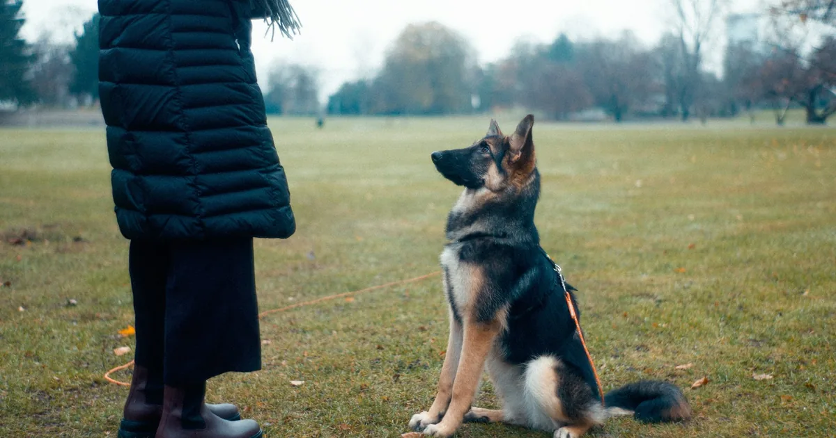 Un éducateur canin qui travaille la marche en laisse avec un chien et son propriétaire dans un parc
