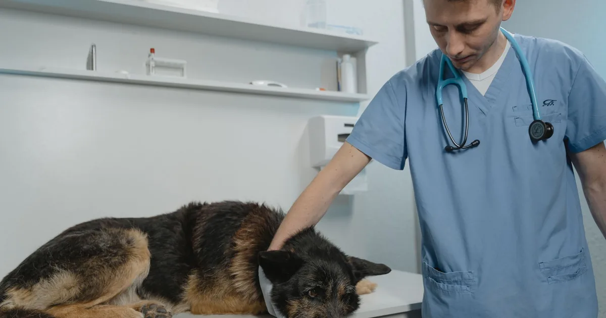A veterinarian in blue scrubs holding a German Shepherd during a clinic exam to assess a paw problem