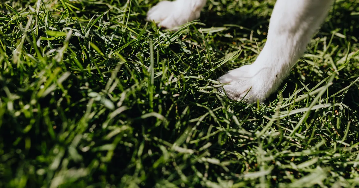 Close-up of a white dog's paw stepping through wet, dew-covered grass