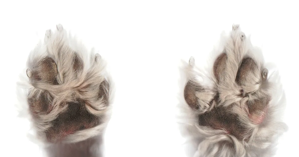 Close-up of two fluffy dog paws seen from underneath, showing the pads and toes against a white background
