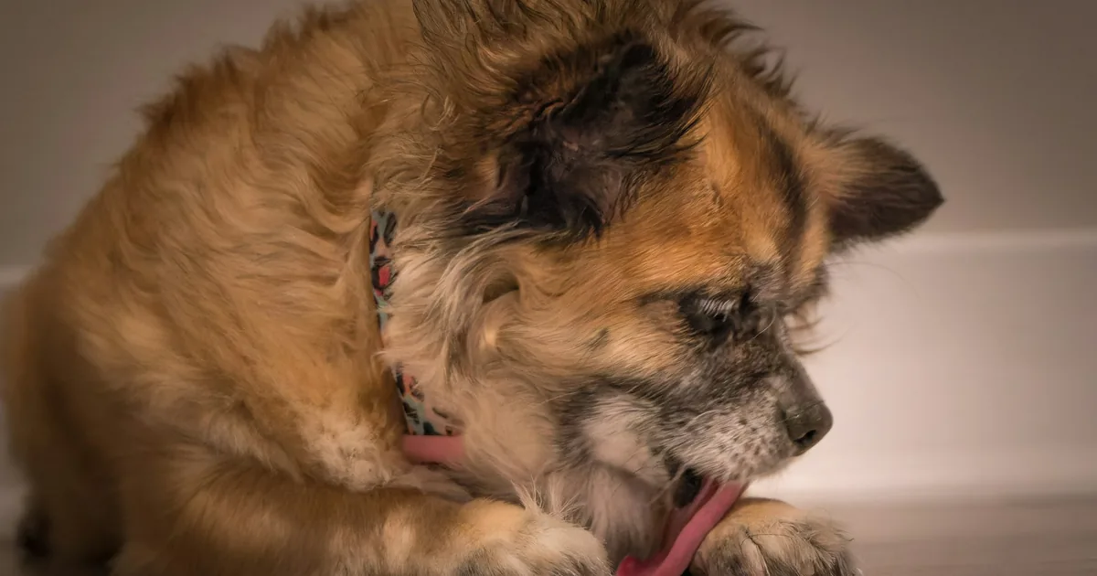 A shaggy tan dog curled forward licking its own front paw indoors, wearing a patterned bandana collar