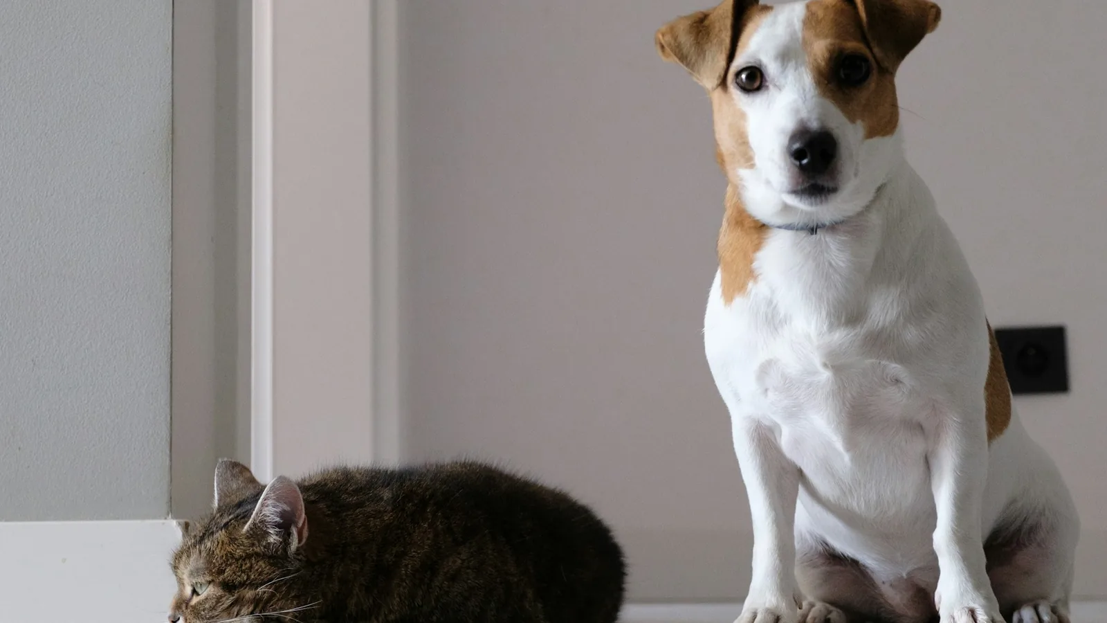 A dog and a cat resting comfortably together at home